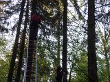 Maibaum_2016 (23).JPG